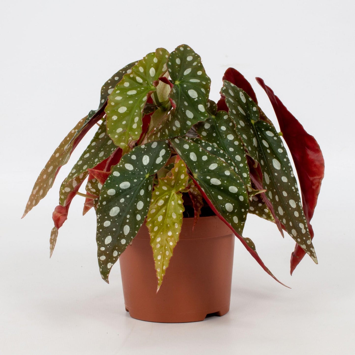 Begonia Blad Maculata 'Wightii' - Ø12cm - ↕20cm