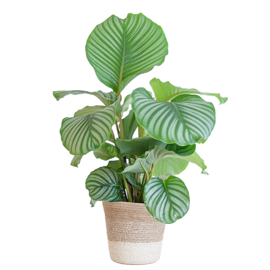 Calathea Orbifolia met Lissabon mand wit - 65cm - Ø19