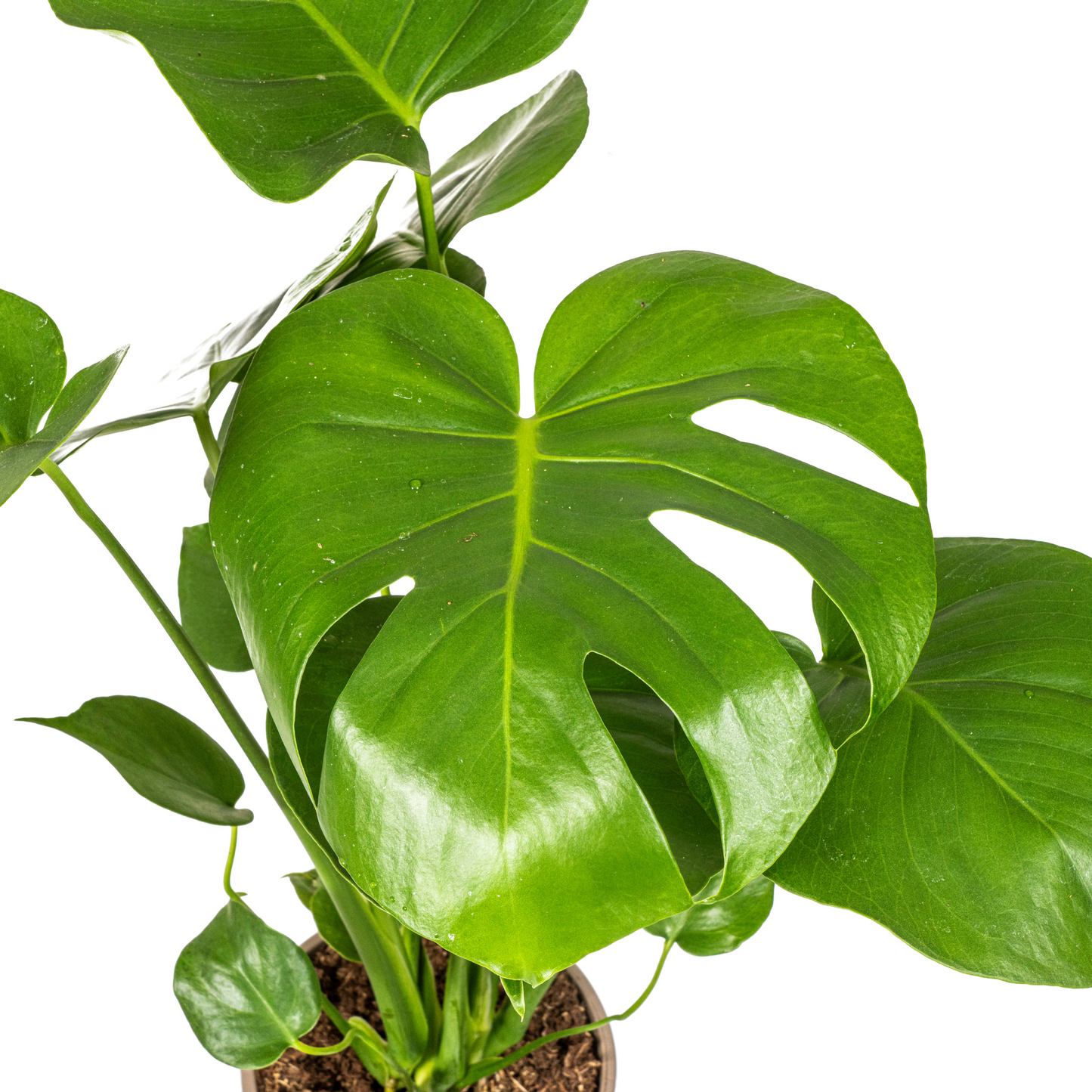 Monstera Deliciosa Tauerii