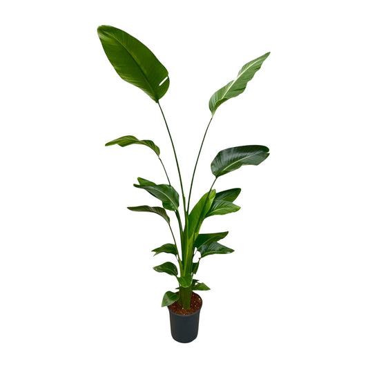 Strelitzia Nicolai