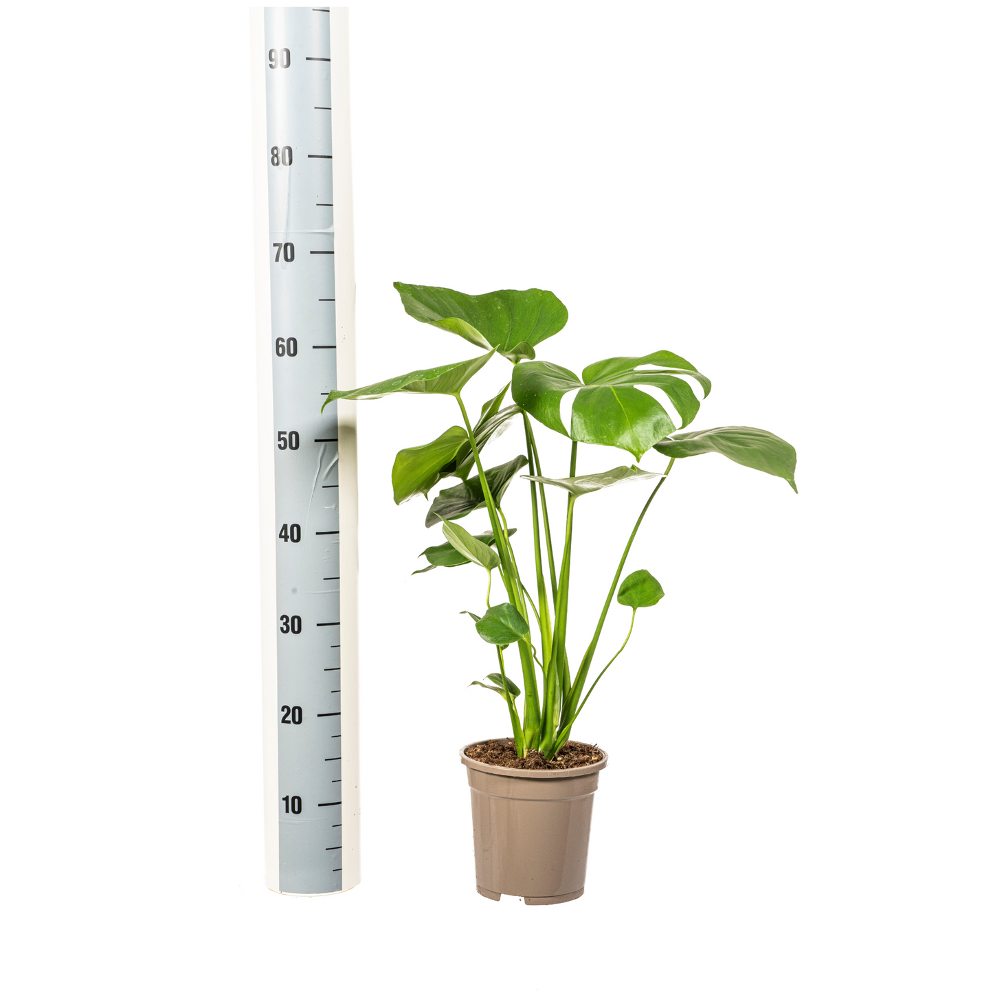 Monstera Deliciosa Tauerii