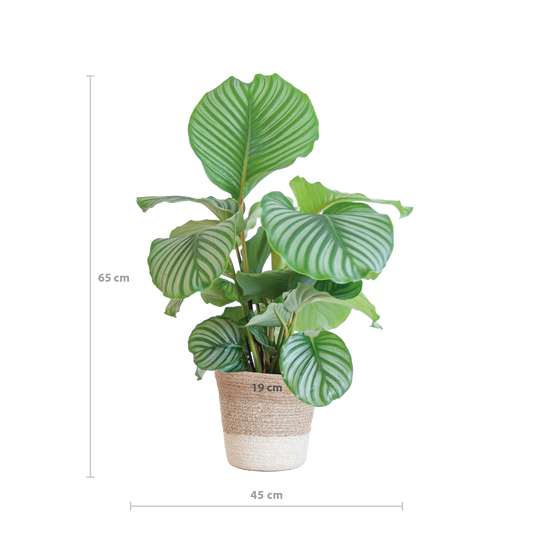 Calathea Orbifolia met Lissabon mand wit - 65cm - Ø19