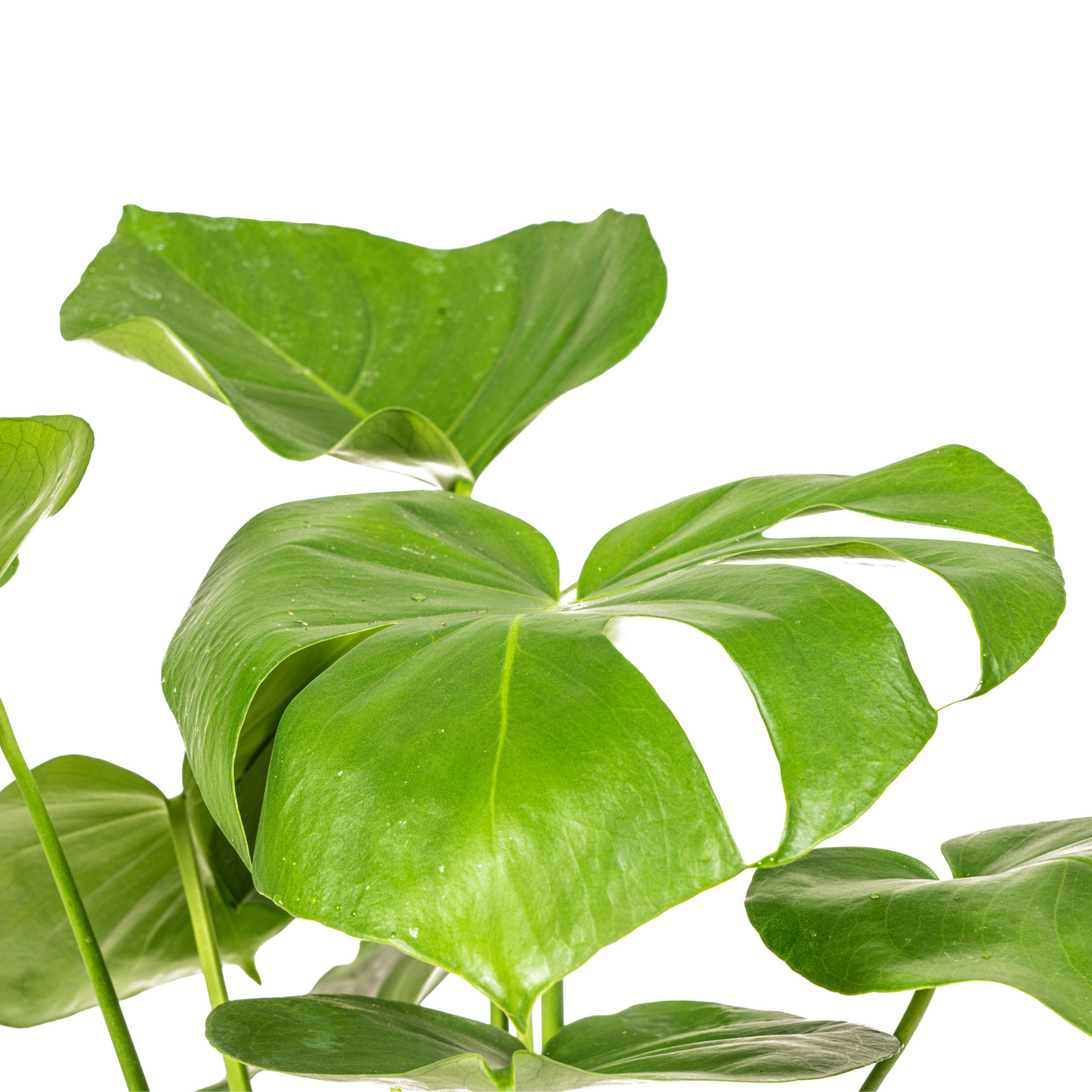Monstera Deliciosa Tauerii