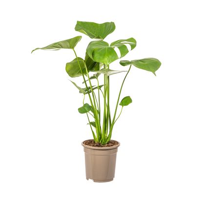 Monstera Deliciosa Tauerii