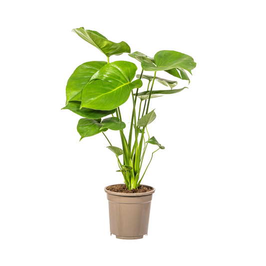 Monstera Deliciosa Tauerii