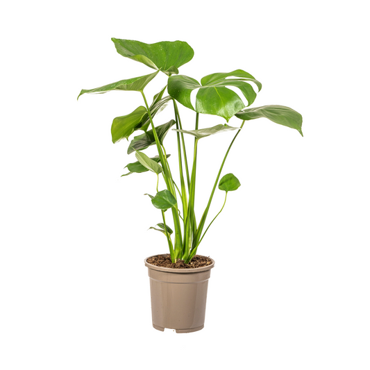 Monstera Deliciosa Tauerii